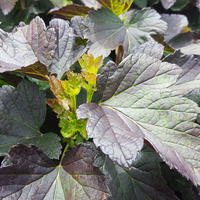 Cassis � feuilles rouges Black'n'Red�