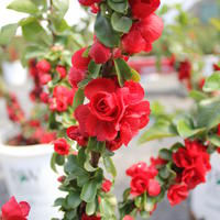 Cognassiers ornementaux (Chaenomeles)