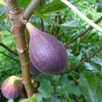 Figues pour les r�gions � hiver doux