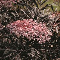 Arbustes � floraison estivale