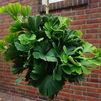 Ginkgo