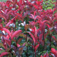 Photinia