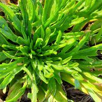 Plantes � salade vivaces