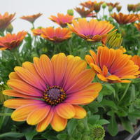 Osteospermum