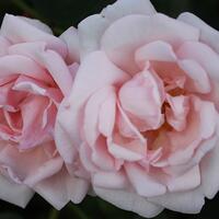 Rosiers rustiques