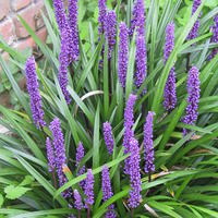 Liriope