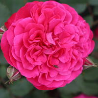 Rosiers nains