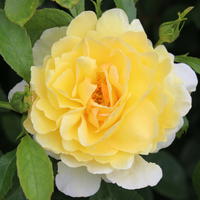 Roses grimpantes, floraison multiple
