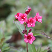 Weig�lia, (Weigela)