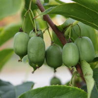 Kiwa�, mini-kiwis