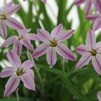 Ipheion