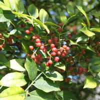Poivre du Sichuan