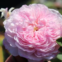 Rosiers ramblers anglais
