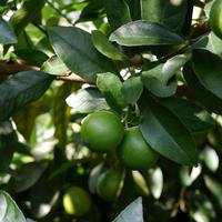 Citronnier vert