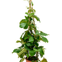Autres plantes d'int�rieur