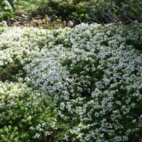 Plantes de rocaille vivaces