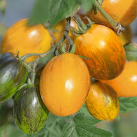Tomates ray�es