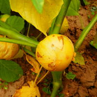 Tomatillo