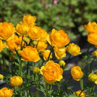 Trollius