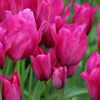 Tulipes pluriflores 