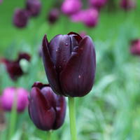 Tulipes simples