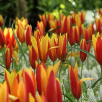 Tulipes, par couleur