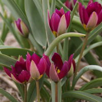 Tulipe