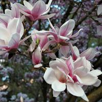 Magnolias