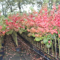 Vierbeeren� sur tige