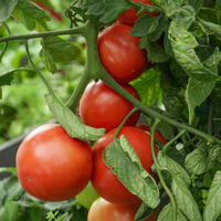 Tomates charnues