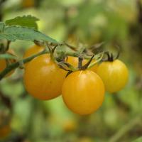 Tomates jaunes