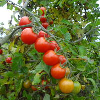Semences Culinaris