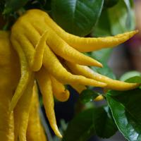 C�drat