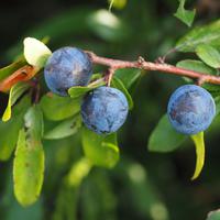 Prunelliers