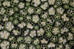 Okra Anbau, Lubera