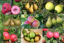 Promotion pomme et poire