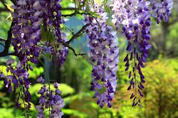 Chinesischer glycine