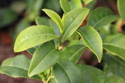 Pr&eacute;paration du th&eacute; Matcha, r&eacute;colte de Camellia sinensis, th&eacute; cam&eacute;lia, th&eacute; Matcha, th&eacute; vert
