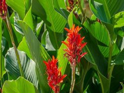 Planter des cannas