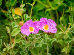 photo kaufen le shop Lubera Online Shop