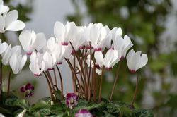 photo Alpenveilchen Cyclamen Lubera