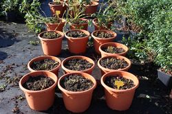 Pomme de terre, culture des pommes de terre, planter des pommes de terre en pot, taille du feuillage de la pomme de terre, r&eacute;colte de la pomme de terre