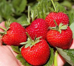 Acheter des fraisiers remontants Lubera
