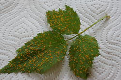 Rouille du framboisier