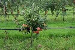 Planter entretenir  et tailler un pommier nain et poirier nain Lubera