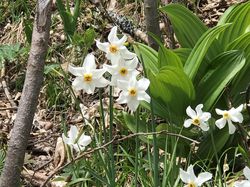 Acheter des narcisses sauvages Narcissus poeticus actaea Lubera