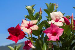 Dipladenia kaufen, Mandevilla - Pflege, Vermehren & Uberwintern