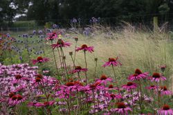 Acheter des plantes vivaces Echinacea Sonnenhut Jardinerie Lubera