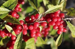 Acheter un chalet fruitier Lubera
