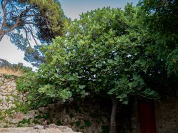 Planter et former un figuier sur tige Lubera